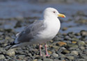 Larus occidentalus